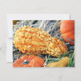 Warty Gourd Postcard