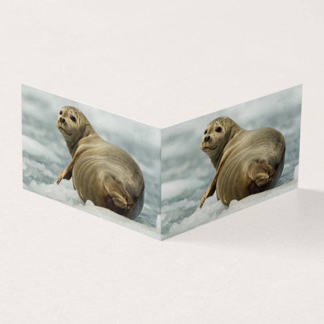 Wary Seal (Outside)