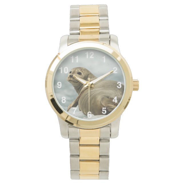 Wary Seal Watch (Front)