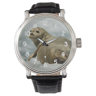 Wary Seal Watch