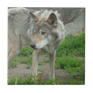Wary Wolf Tile