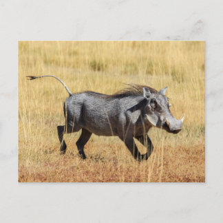 Warzenschwein in der Savanne Postcard