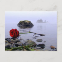 Washed Ashore Red Rose