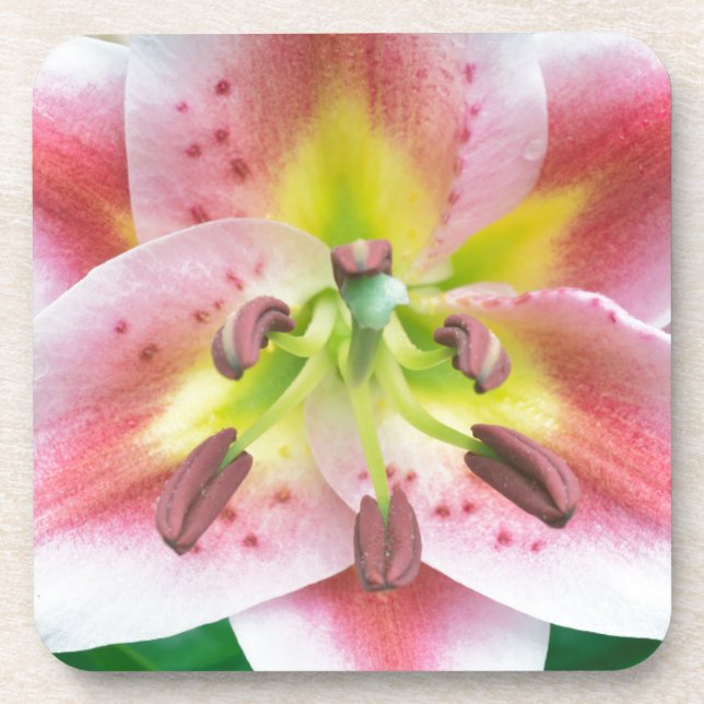 Washington, Bellevue, Lily Coaster (Front)