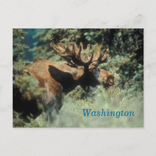 Washington bull moose postcard (Front)