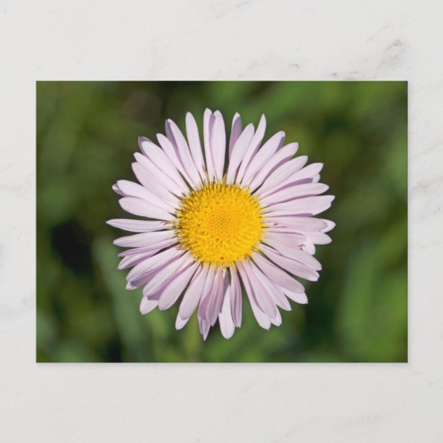 Washington, Cascade Range, Mount Baker Postcard (Front)