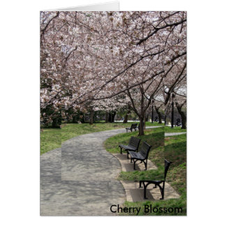 washington dc cherry blossom