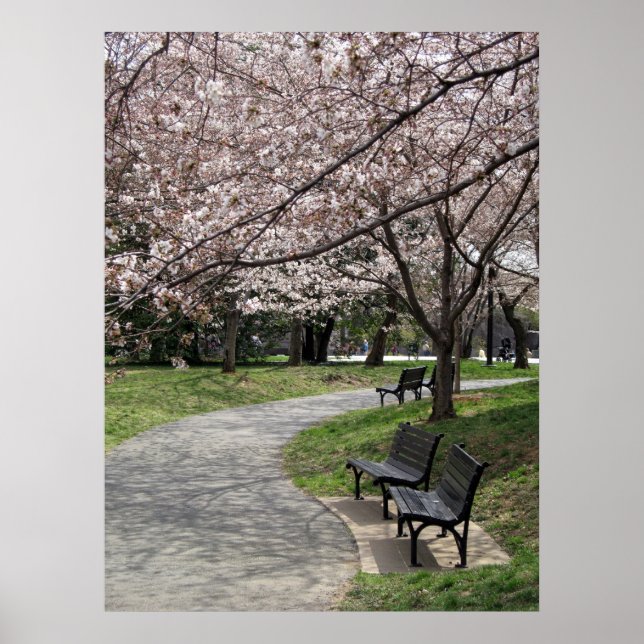 washington dc cherry blossom poster (Front)