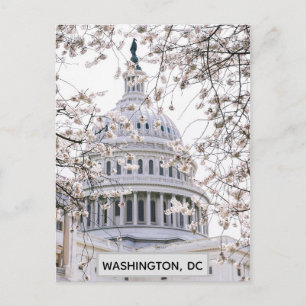 Washington DC Cherry Blossoms Travel Photo Postcard