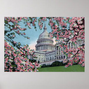 Washington DC Congress Capitol Hill Cherry Blossom Poster