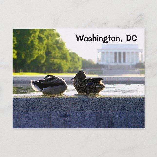 Washington, DC:  Ducks at the WWII Memorial Postcard (Front)