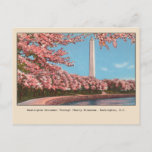 Washington DC Washington Monument Cherry Blossoms Postcard<br><div class="desc">Take a trip to the nation's capital with this vintage Washington,  D.C. postcard reproduction featuring the iconic Washington Monument in the springtime,  with cherry blossoms in full bloom. Perfect for sending to friends and family or adding to your travel-themed collection.</div>