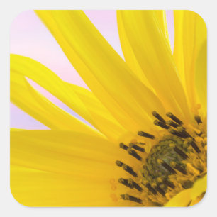 Washington. Detail of sunflower blossom 1 Square Sticker