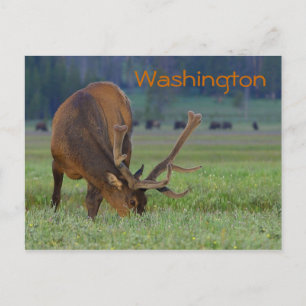 Washington elk postcard