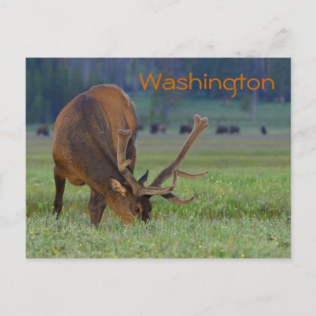 Washington elk postcard (Front)