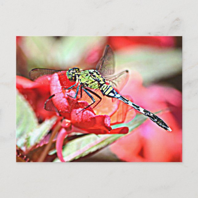 Washington Green Darner Dragonfly Postcard (Front)