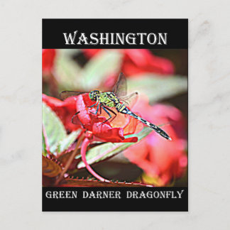 Washington Green Darner Dragonfly Postcard