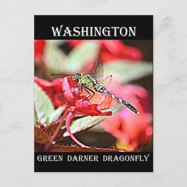 Washington Green Darner Dragonfly Postcard (Front)