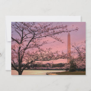 Washington Monument Cherry Blossom Festival