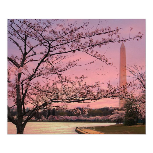 Washington Monument Cherry Blossom Festival Photo Print (Front)