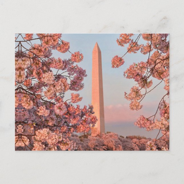 Washington Monument - Cherry Blossoms Postcard (Front)