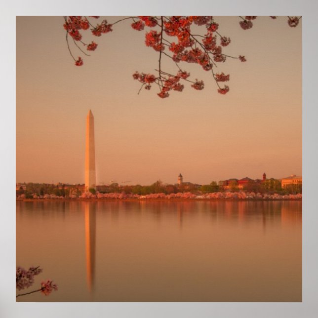 Washington Monument Sakura at sunset. Poster (Front)