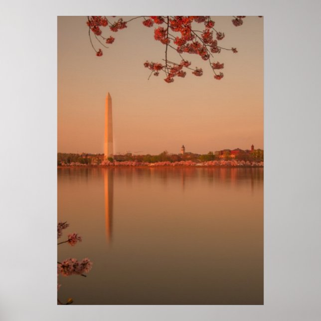 Washington Monument Sakura at sunset. Poster (Front)