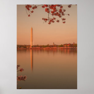Washington Monument Sakura at sunset. Poster