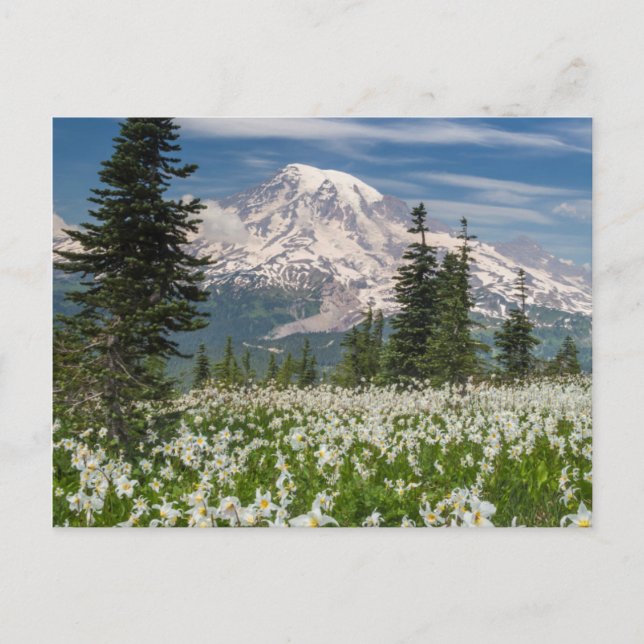 Washington, Mount Rainier National Park 1 Postcard (Front)