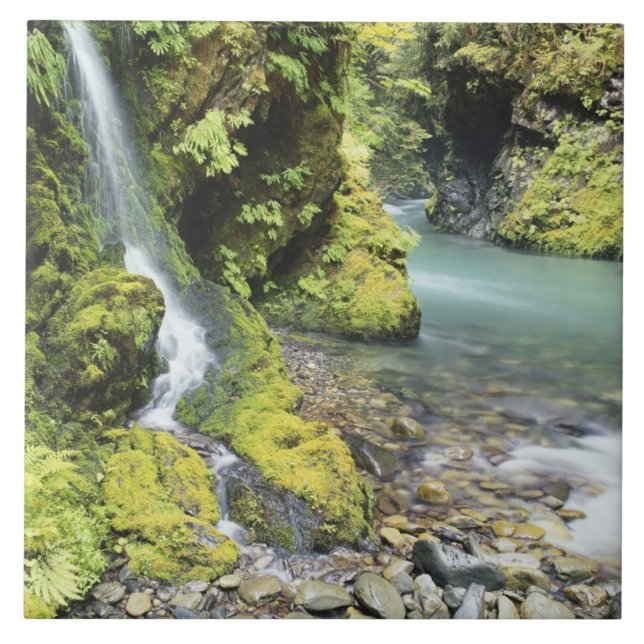Washington, Olympic National Park, Seasonal Tile (Front)