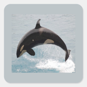 Washington Orca Whale Square Sticker
