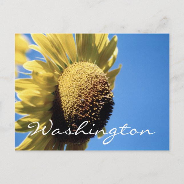 Washington Postcard Sunflower Template (Front)