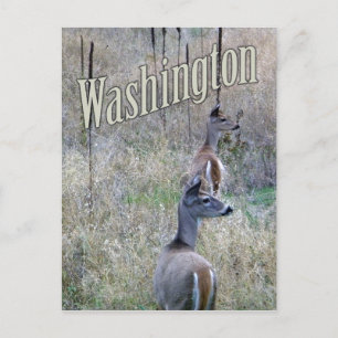 Washington Postcard, Two White Tail Deer Postcard