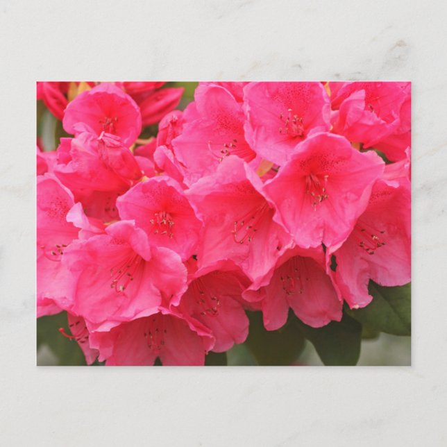 Washington, Seattle, Puget Sound, Discovery Park Postcard (Front)