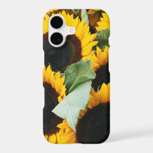 Washington, Seattle, Sunflower for sale pike