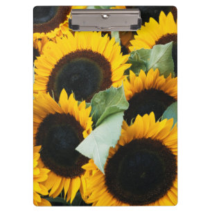Washington, Seattle, Sunflower for sale pike Clipboard