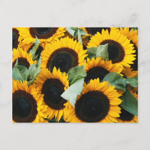 Washington, Seattle, Sunflower for sale pike Postcard