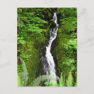 Washington State Postcard: Quinault Rain Forest Postcard