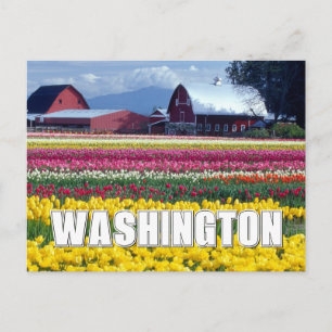 Washington State   Tulip Field   Happy Birthday Postcard