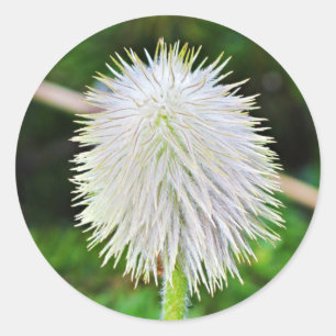 Washington Wildflower Pasqueflower White Seed Head Classic Round Sticker