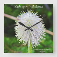 Washington Wildflower Pasqueflower White Seed Head