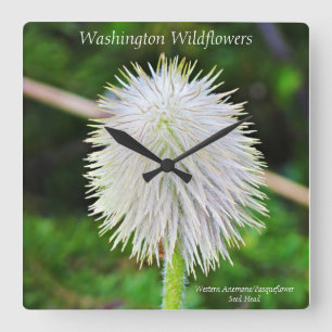 Washington Wildflower Pasqueflower White Seed Head Square Wall Clock