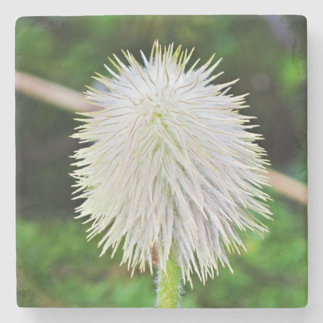 Washington Wildflower Pasqueflower White Seed Head Stone Coaster (Front)
