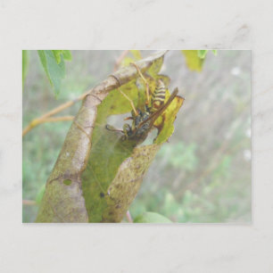 Wasp Checking Spider Web Postcard