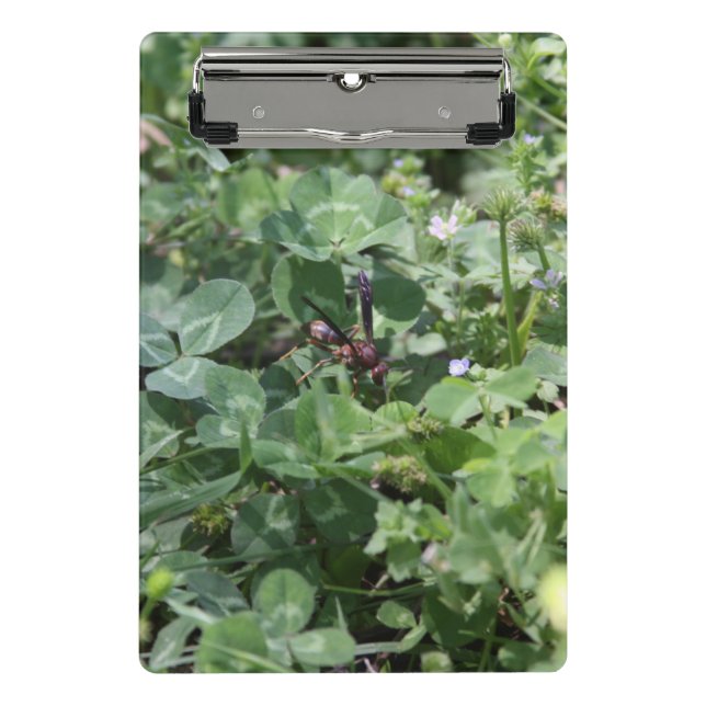 Wasp Clipboards (Front)