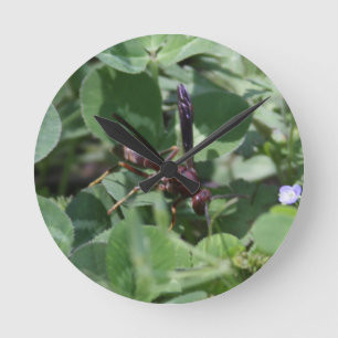Wasp Clock