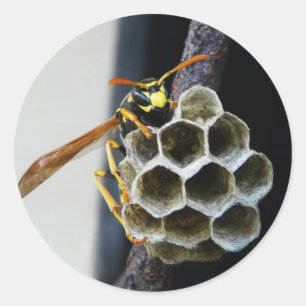 Wasp Nest and Worker Classic Round Sticker