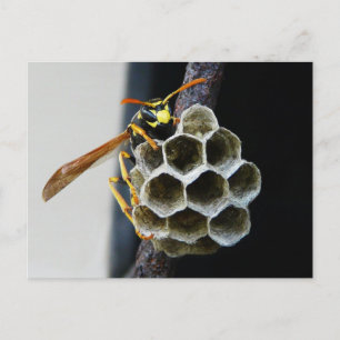 Wasp Nest and Worker Postcard