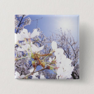 Wasp on Cherry Blossom, close up 15 Cm Square Badge