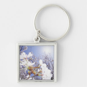 Wasp on Cherry Blossom, close up Key Ring